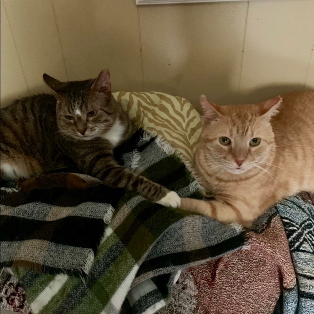 Meet your Posher, Roxi-Jeani🧡